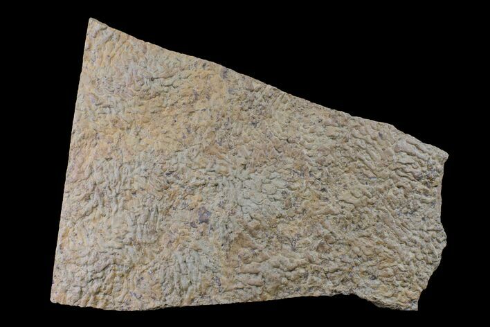 Pennsylvanian, Fossil Microbial Mat - Oklahoma #155991